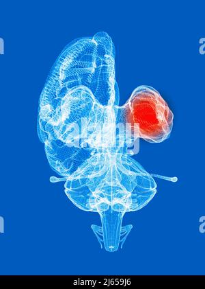 Human brain anatomy front view, internal structures, diencephalon. Thalamus and hypothalamus. 3d rendering Stock Photo
