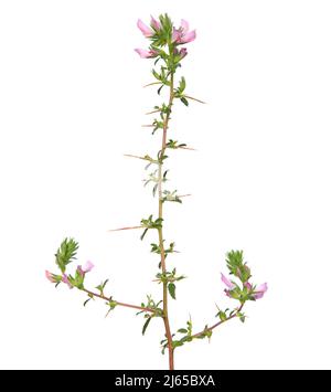 Blooming spiny restharrow with green leaf and thorns isolated on white. Ononis spinosa L. subsp. Spinosa Stock Photo