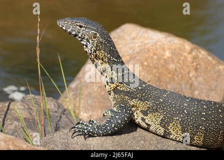 Monitor lizard basking in the sunshine Stock Photo