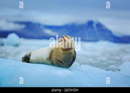 Lying Bearded seal on white ice with snow in arctic Svalbard, dark mountain in background Stock Photo