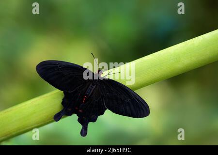 Atrophaneura semperi, species of butterfly from the family Papilionidae that is found in Indonesia, Malaysia, and the Philippines, eautiful black and Stock Photo