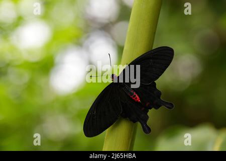 Atrophaneura semperi, species of butterfly from the family Papilionidae that is found in Indonesia, Malaysia, and the Philippines, eautiful black and Stock Photo