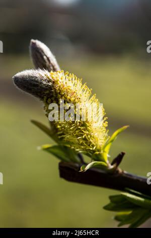 Catkin of Salix udensis 'Sekka' Stock Photo