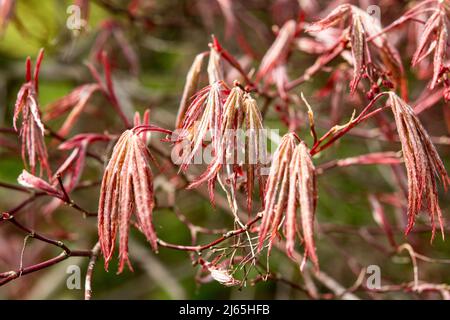 Fresh growth of Acer palmatum 'Nicholsonii' Stock Photo