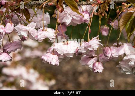The double flowers of Prunus serrulata 'Hanagasa' Stock Photo