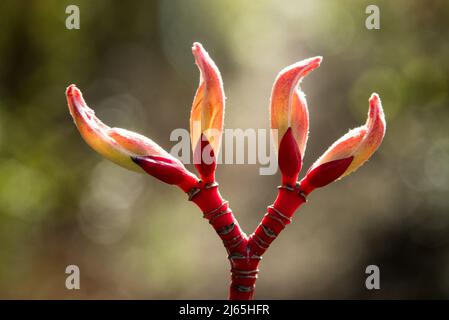 Buds and bark of an Acer or a maple Stock Photo