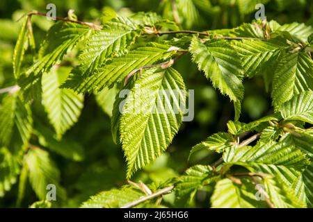 The fresh leaves of Carpinus betulus or hornbeam in spring Stock Photo