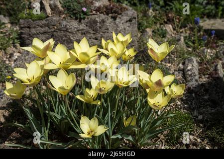 Flowering Tulip 'Honky Tonk' in the rock garden Stock Photo