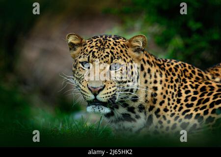 Javan leopard, Panthera pardus melas, portrait of cat Stock Photo