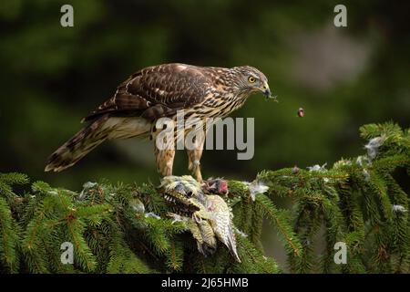 Bird of prey Goshawk, Accipiter gentilis, feeding Green Grey-headed Woodpecker sitting on the spruce tree in the forest Stock Photo