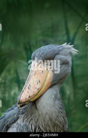 Portrait of big beak bird Shoebill, Balaeniceps rex, Uganda Stock Photo