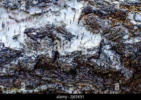 Texture of a birch bark of a young tree. Macro. Wallpaper. Close-up Stock  Photo - Alamy