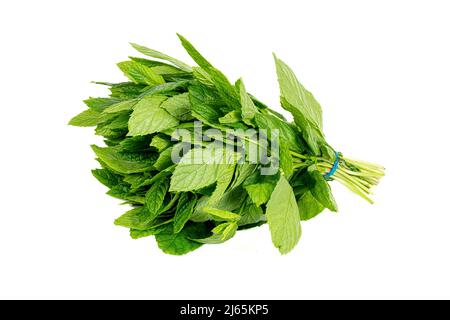 a freshly picked bunch of fresh mint on an isolated white background Stock Photo
