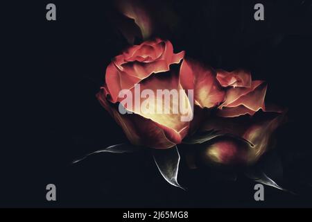 Roses on the dark background Stock Photo