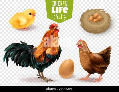 Chicken life cycle realistic set from eggs laying chicks hatching to adult birds transparent background vector illustration Stock Vector