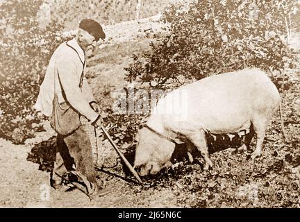 Hunting for truffle, Perigord, France, Victorian period Stock Photo