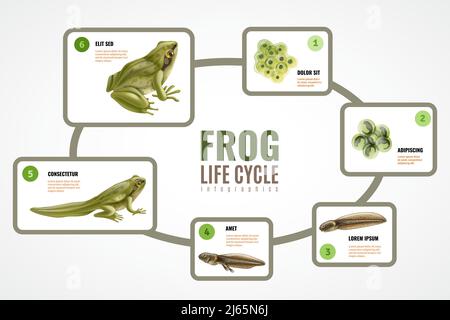 Frog life cycle realistic infographic chart from eggs mass embryo development tadpole to adult animal vector illustration Stock Vector