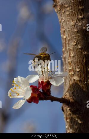 A bee on a cherry blossom collects pollen. Stock Photo