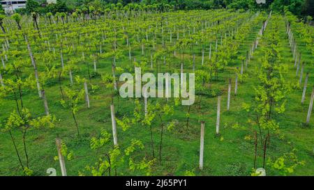 Aerial shot in an amazing vineyards landscape, with drone, above vineyards in a beautiful day Stock Photo