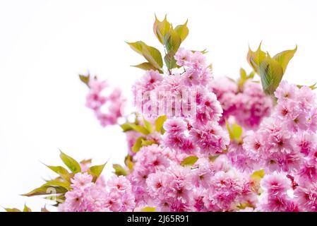 Beautiful spring sakura flowers on a background of white sky. Three-dimensional pink cherry flowers, dreamy romantic image of spring, copy space. Shallow depth of field. Stock Photo