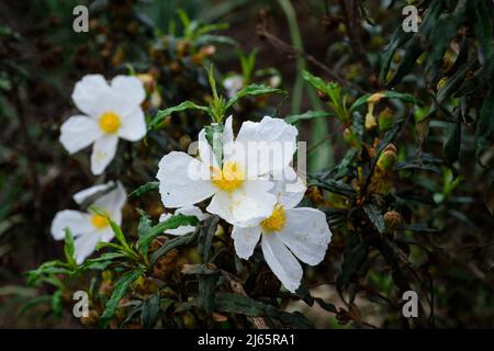 Spring in the mountain top pueblo of Comares in the Axarquia region of Malaga, Andalucía, Spain Stock Photo