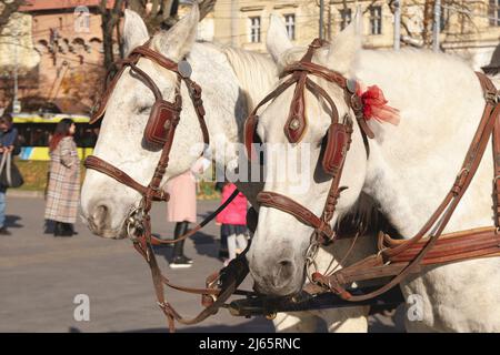 A pair of horses in a harness carry tourists around the city Stock Photo