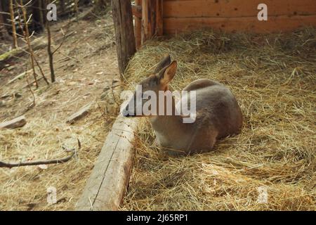 Roe lying on straw in autumn day Stock Photo