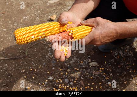 A man hands with two ripe corn and peels the grain outdoor in the countryside yard on a sunny spring day Stock Photo