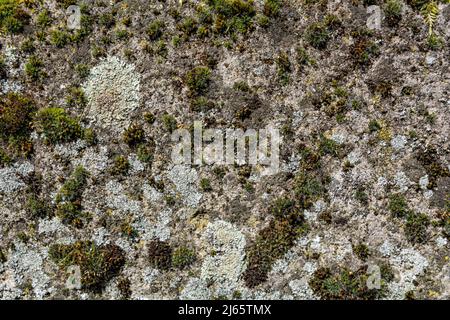 Grey old rock textured wall with moss outdoor on an old house. Close up and copy space for text or design Stock Photo
