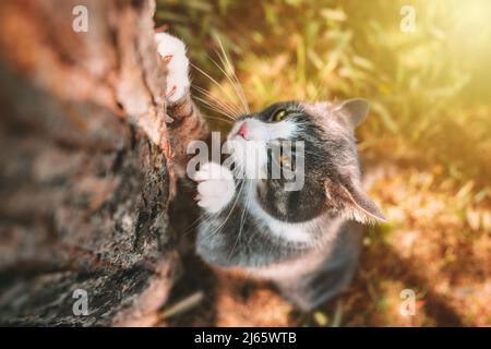 Cat scratching tree outdoors. Cat sharpens its claws on a tree trunk in nature. Stock Photo