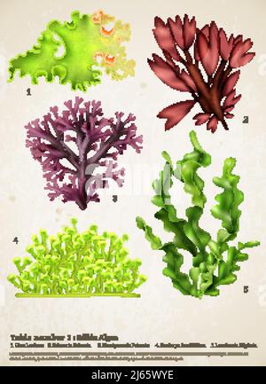 Realistic seaweed set with images of different underwater plants with biology text captions on paper background vector illustration Stock Vector