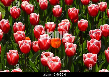 Lisse, Netherlands, April 2022. Flowering tulip fields in different colors. High quality photo Stock Photo