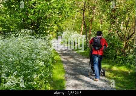 A man walks his child through the Cow Parsley on the Towpath in Lagan Valley Regional Park, Belfast, Northern Ireland Stock Photo