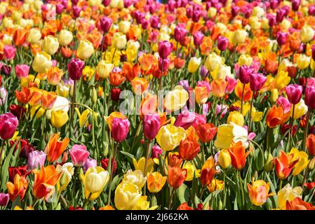 Lisse, Netherlands, April 2022. Flowering tulip fields in different colors. High quality photo Stock Photo