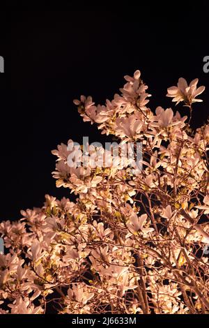 Magnolia Tree Illuminated Against Night Sky Stock Photo
