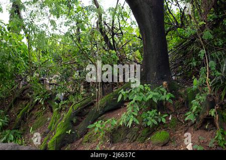 Large tree trunk and exposed roots growing on a mossy tropical forest slope in India. Stock Photo