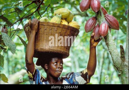 Ghana, Kumasi region; woman picking cocoa. Stock Photo