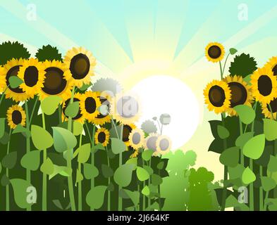 Sunflower grows in the field. Harvest agricultural plant. Rural summer field landscape. Food product of sunflower oil production. Farmer farm Stock Vector
