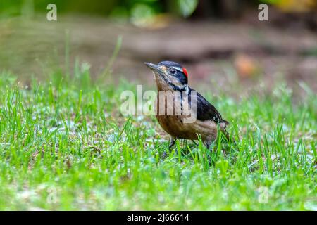 Hairy woodpecker (Leuconotopicus villosus) looking for food on ground, San Gerardo de Dota, Wildlife and birdwatching in Costa Rica. Stock Photo