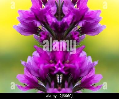 Lythrum salicaria -  Purple loosestrife close-up. Flower Symmetry. Green Yellow background. Stock Photo