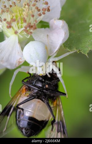 White Flower Crab Spider, Misumena vatia, On A Bramble Flower With Prey Of A Pellucid Fly, Volucella pellucens, UK Stock Photo