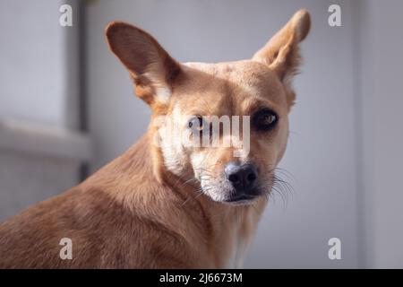 Close-up portrait of a beautiful mixed-breed brown dog with big ears and one eye illuminated by the sunlight sitting at home Stock Photo