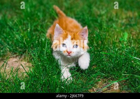 Beautiful little red kitten with blue eyes on grass area. Portrait of tabby cat. Street cat and lifestyle concept. Cat looking the camera. Stock Photo