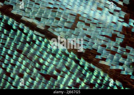 Extreme macro of butterfly wing scales under the microscope Stock Photo