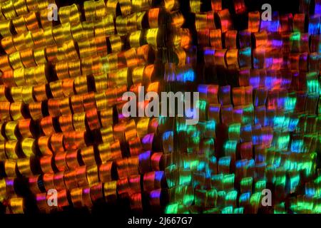 Extreme macro of butterfly wing coloful iridescent scales under the microscope Stock Photo