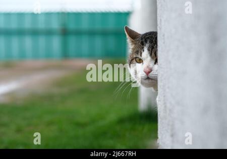 The cat peeks out from behind the wall.  Stock Photo