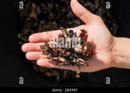 Goose barnacles known as perceves. Famous seafood from crustaceans family Stock Photo