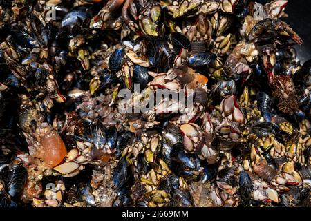 Goose barnacles known as perceves. Famous seafood from crustaceans family Stock Photo