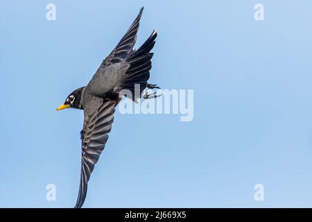Robin Flight American Robin in flight Stock Photo - Alamy