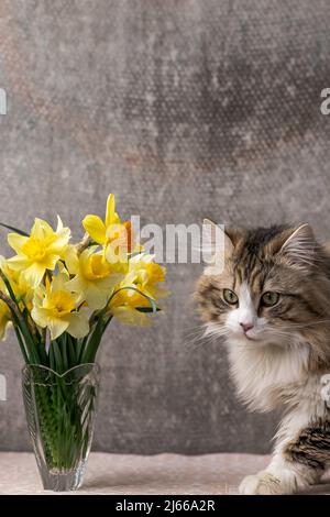 beautiful long-haired cat with a white chest, big green eyes and a pink nose. looks at the camera. posing. place for text Stock Photo